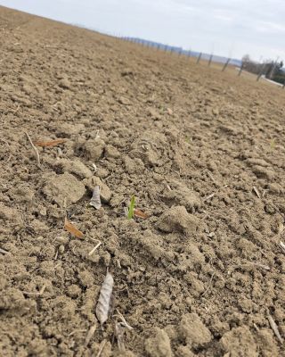 Od sadby jsme na poli nebyli. Až dnes jsem se zašli podívat a místy už cesnek vykukuje...