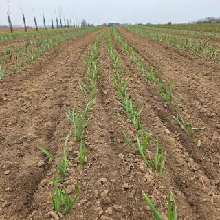 Letošní první plečkování. Zatím to vypadá dobře...