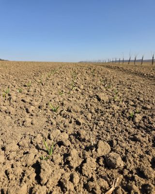 Česnek pomalu začíná řádkovat. Minulý rok touto dobou byl už cca 10cm vysoký a plný plevele. Letos zatím vykukuje a plevel...