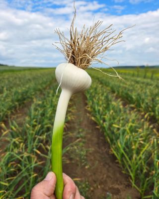Už to začíná vypadat jako česnek. Dáme to tomu ještě 2-3 týdny a půjde ven. Stále si můžete česnek předobjednat na našich...