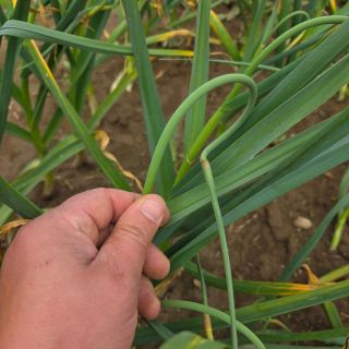 Tak všechny výhonky máme vyštípané. První vlna proběhla minulý týden a tento týden jsme vyštípali opozdilce. Člověk za ten...