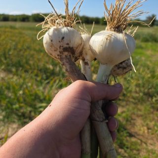 Technika na sklizeň připravena, sušárny taky a česnek vypadá parádně.... Do týdne budeme sklízet.